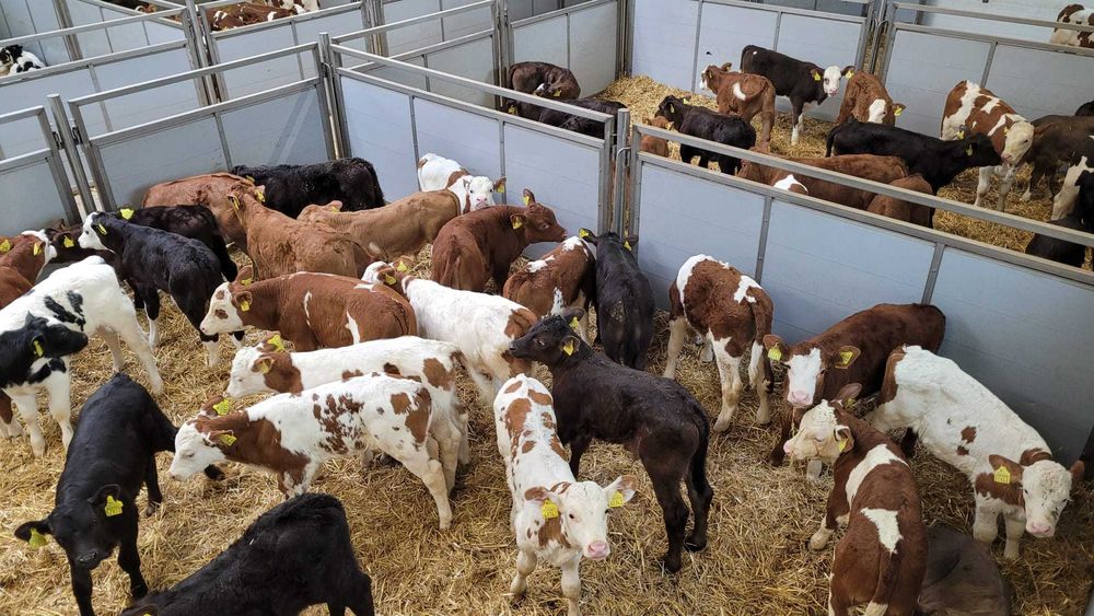 Byczki i Jałówki Cielęta MM NCB HF 50-100kg POLSKIE