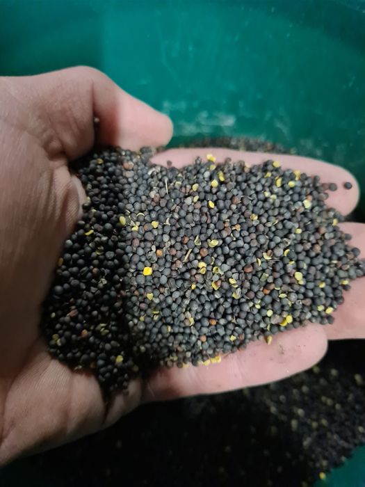 Rzepak Na Karme Dla Ptaków