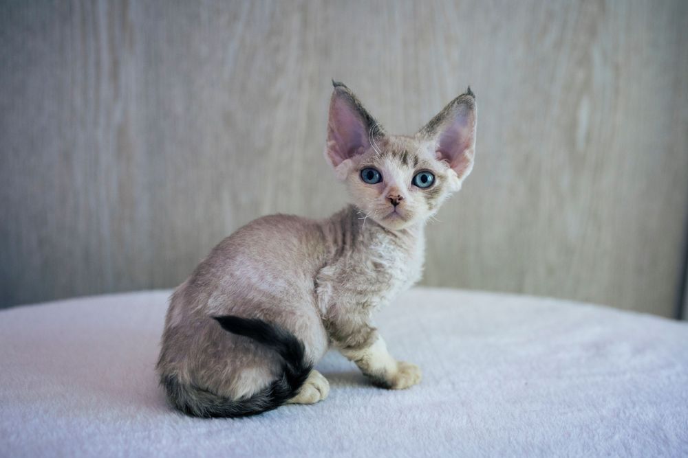 Śliczna koteczka Devon rex - rodowód FPL
