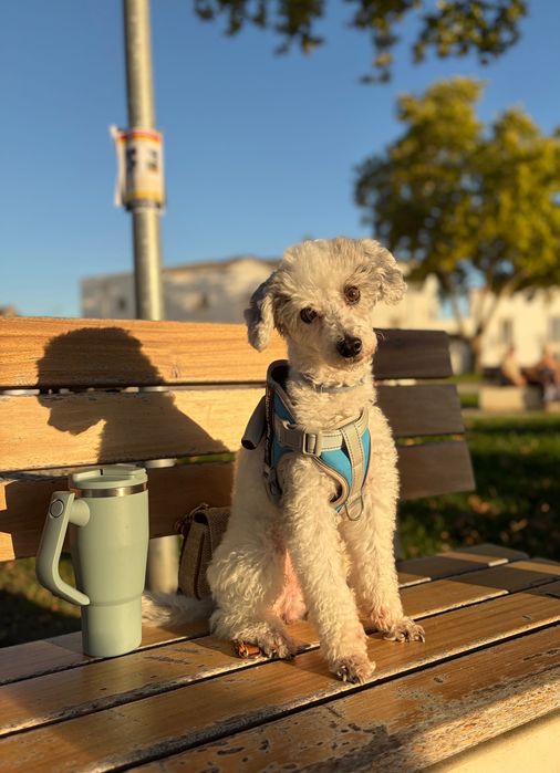 Caniche Médio macho procura fêmea para reprodução