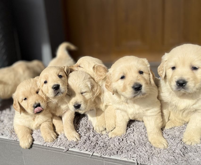 Golden Retriever ~ gotowe do rezerwacji ~