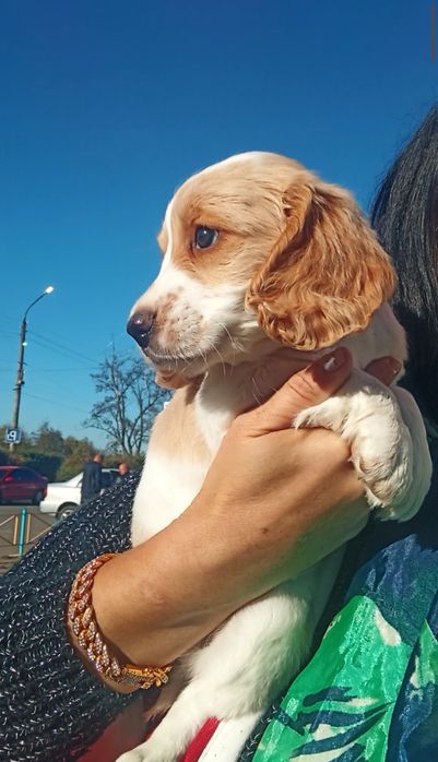 Продаються цуценята  англійського кокер спаніеля.