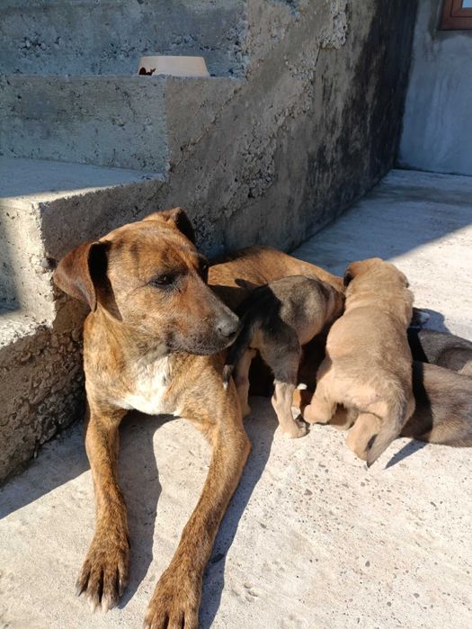 Цуцики віддам безкоштовно