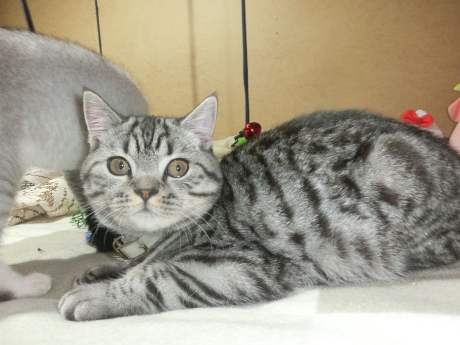 Шотландський віскасний котик