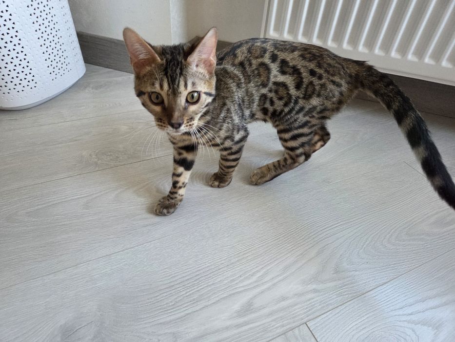 Бенгал хлопчик bengal