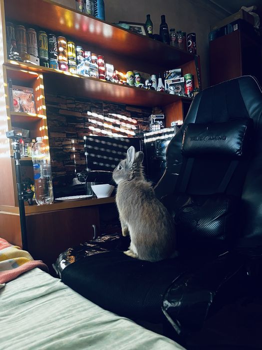 Coelho anão 1 ano de idade muito manço