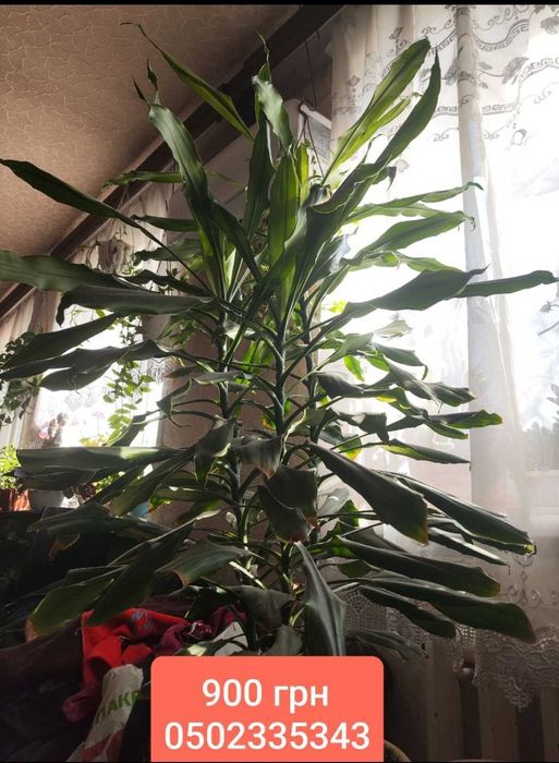 Кімнатні квіти. Від 70 грг