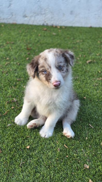 Border Collie Red Merle Macho (Olho azul e verde)