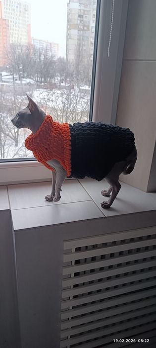 Одежа для сфінкса