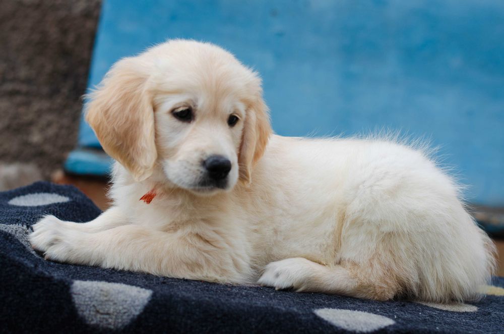 Цуценята золотистого ретривера, КСУ