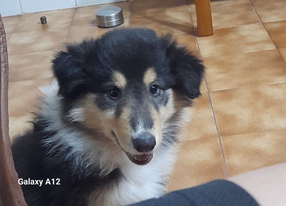 Rough collie fêmea