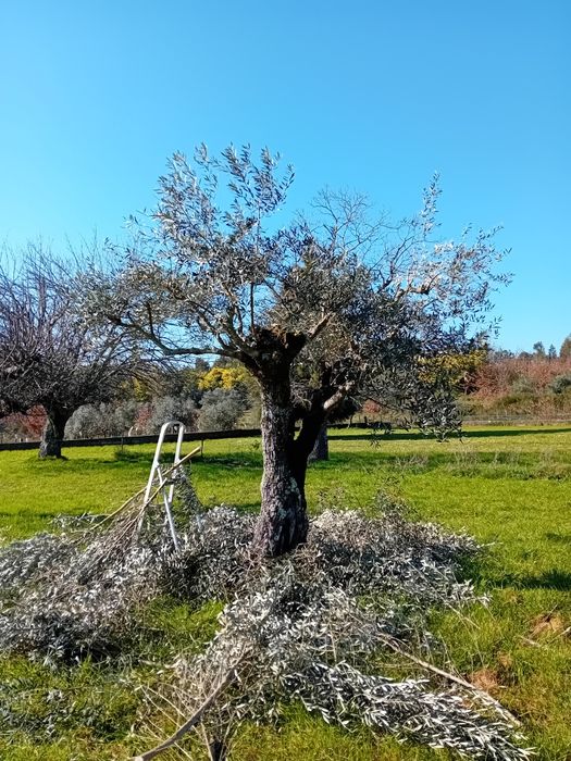 Limpezas de terrenos e podas de árvores