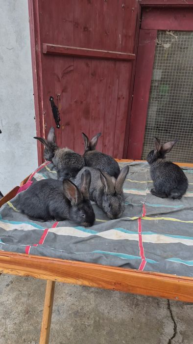 Кролики бельгійські велетні - бурі