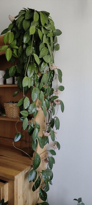 Hoya carnosa kwitnąca