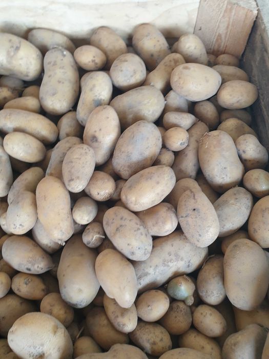 Ziemniaki jadalne odm. IGNACY