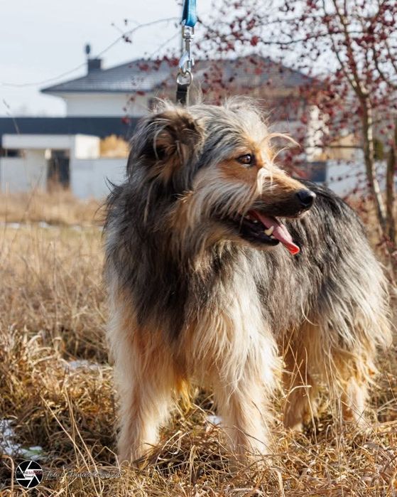 Wspaniały psiak Jantar szuka domu