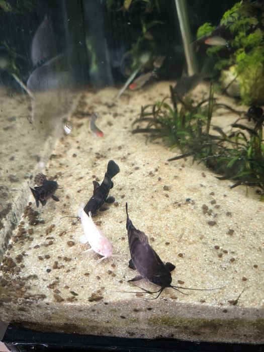 Hoplosternum thoracatum