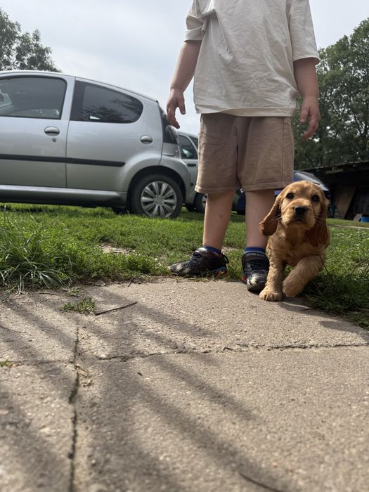 Cocker Spaniel Suczka