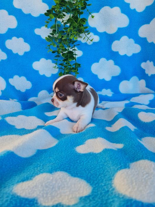 Excelente  menina mini Chihuahua/Chiuaua de Qualidade. Lunhagem Russa