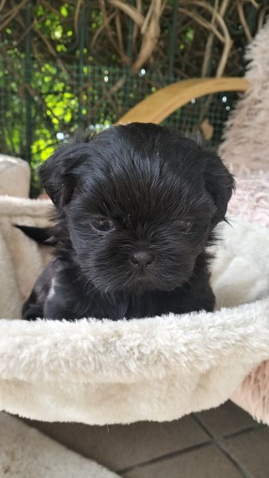 Shih Tzu czarniutkie maleństwo