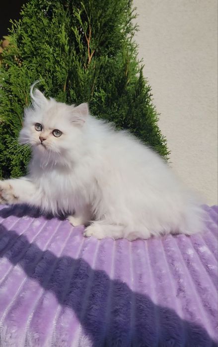 Британське кошеня