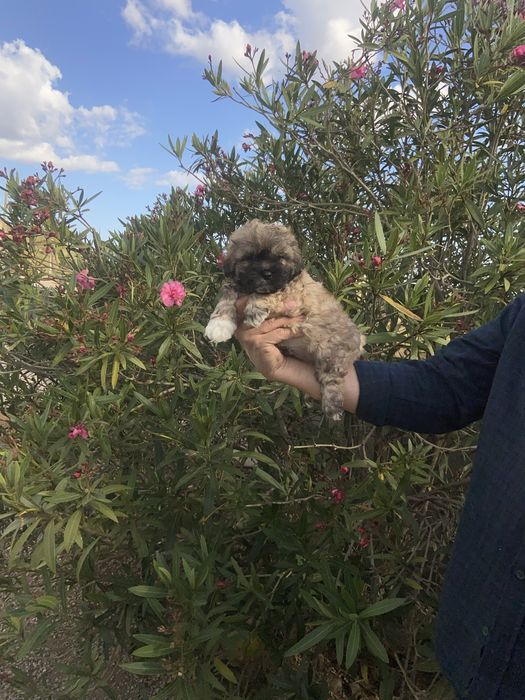 Shih tzu miniatura