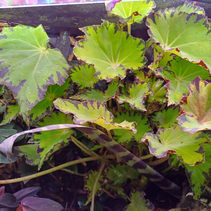 Zestaw roślin do terrarium