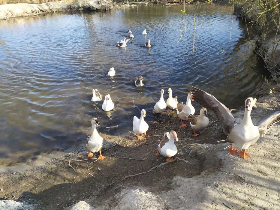 Продам инкубационные яйца гусей.