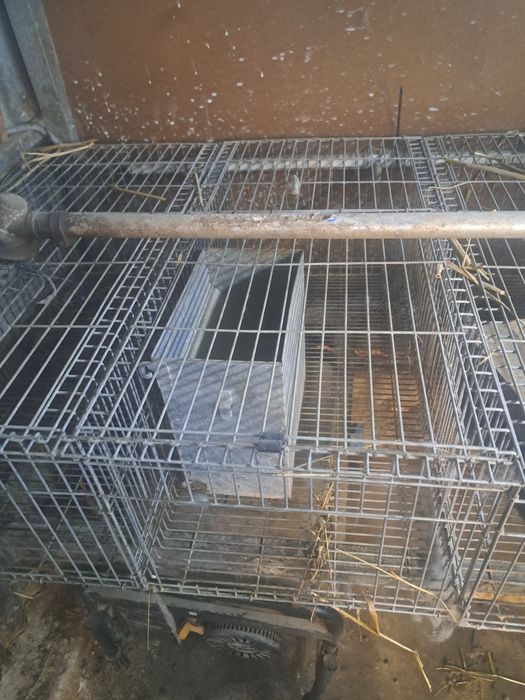 Jaula para Coelhos
