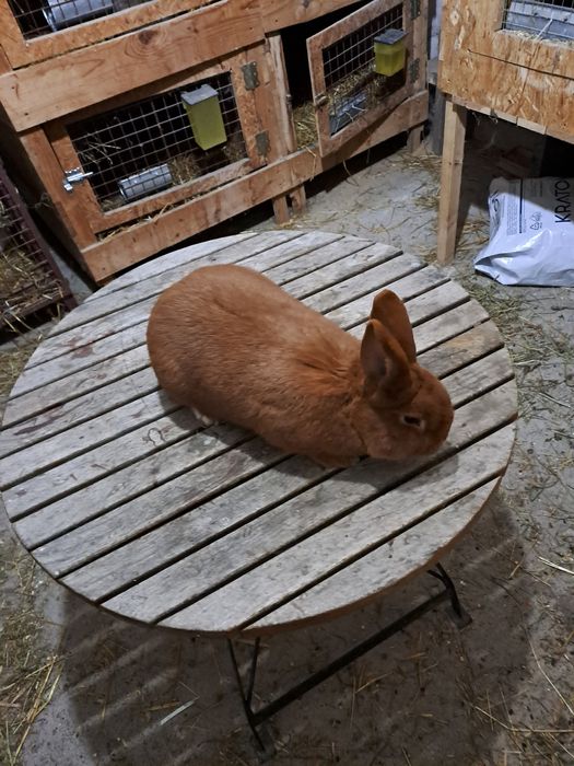 Króliki nowozelandzkie czerwone