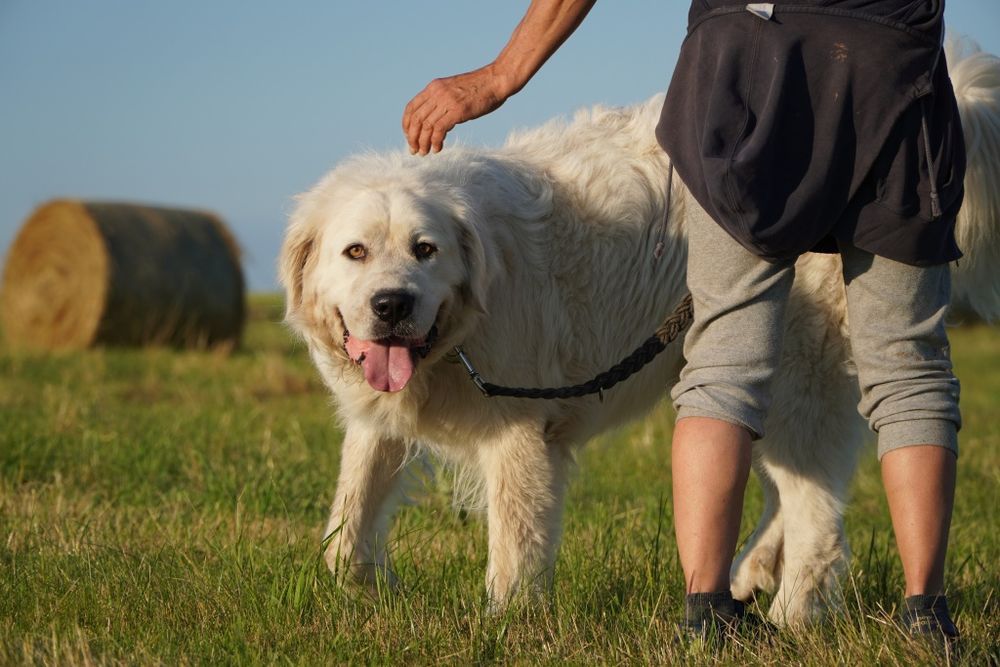 Achu_ w typie podhalana.