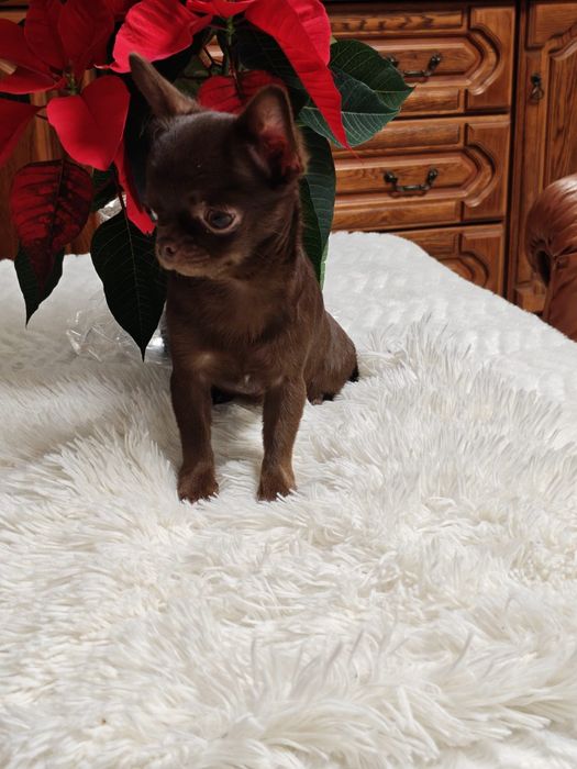 Suczka chihuahua xxxs umaszczenie czekoladowe
