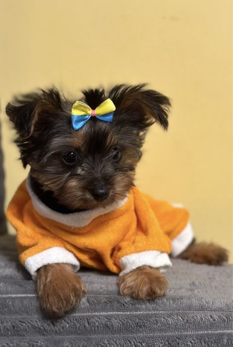 Цуценята йоркширський терʼєр,йорчики, йорки,міні, бебі фейс