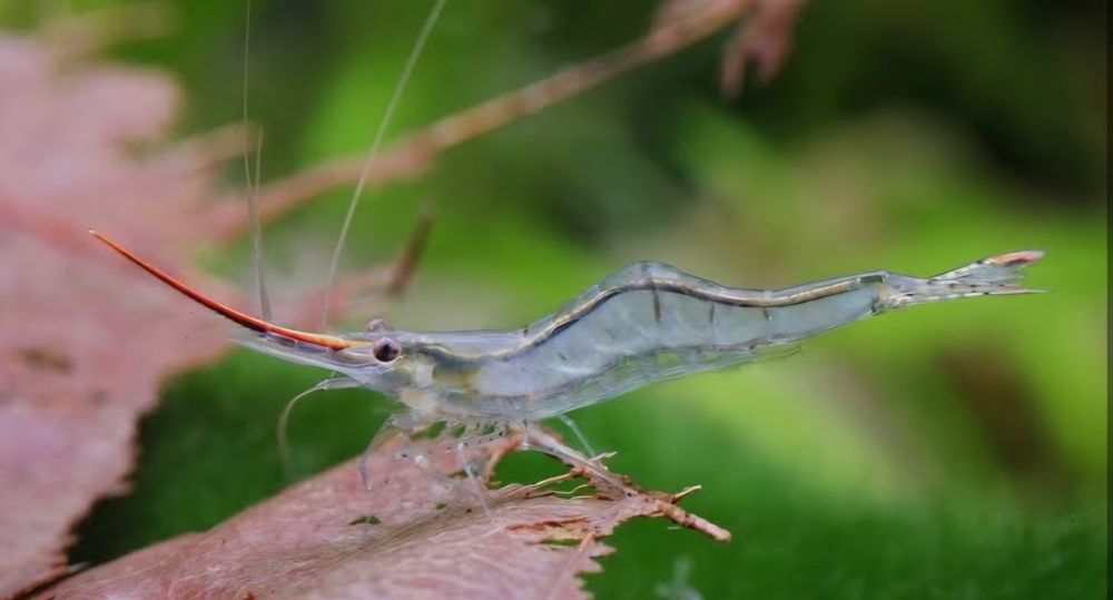 Krewetka caridina gracilirostris pinokio