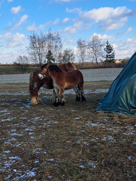 Klacz zimnokrwista źrebna