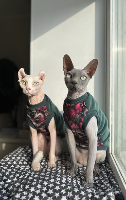 Одяг для сфінксів, одяг для котів, теплий одяг для сфінксів