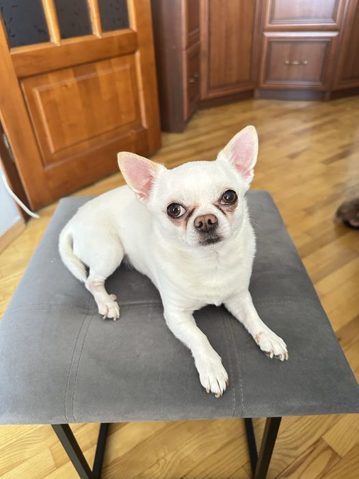 В’язка Чіхуахуа міні хлопчик