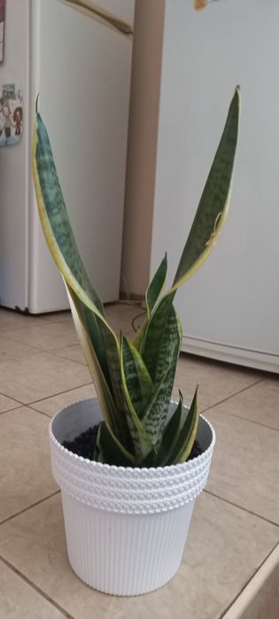 Сансеаиерия Лауренти