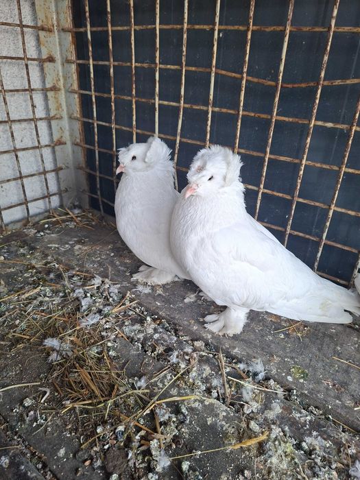 Gołebie Turkoty Niemieckie