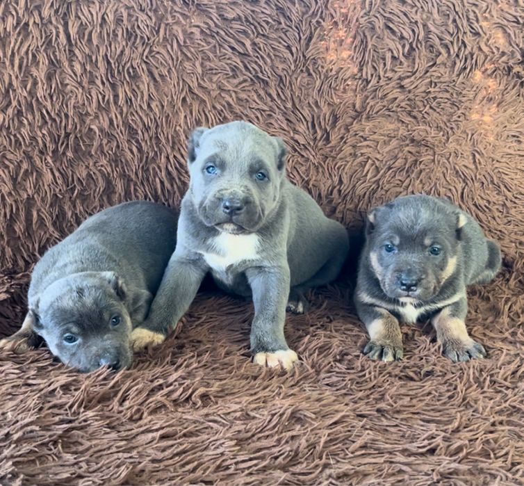 Продаються  екслюзивні Цуценята породи АЛАКАРО!!!