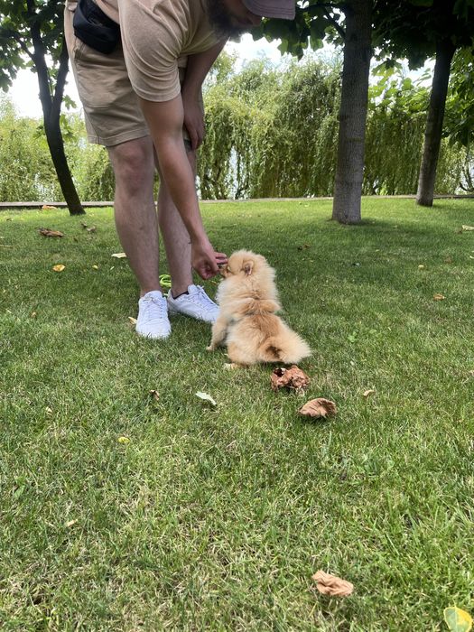 Кінолог . Дресирування собак любої породи