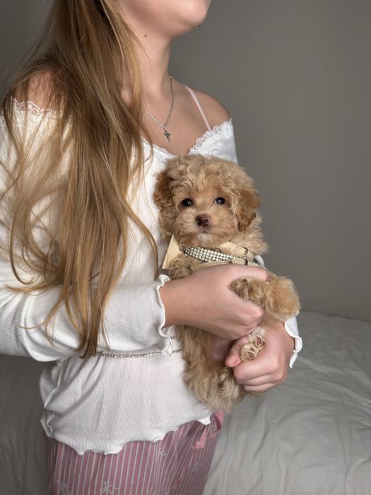 Мальтипу мини девочка ф1, міні дівчинка мальтипу, maltipoo mini f1