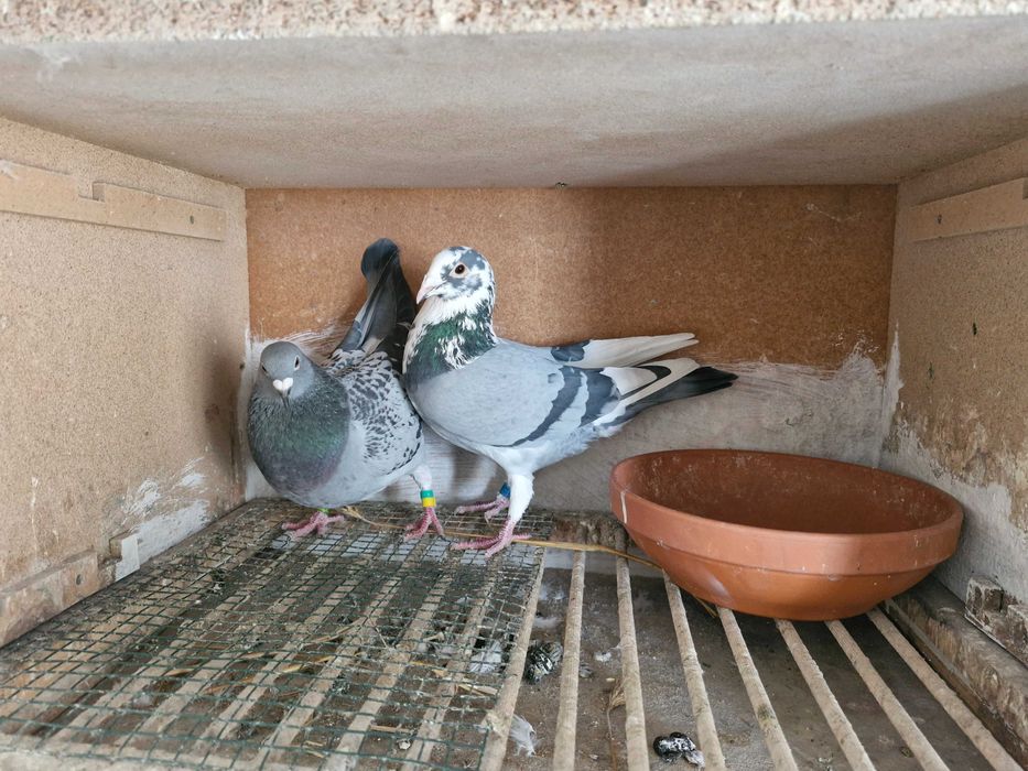 Gołębie pocztowe młode 2026