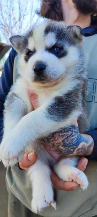 Красивая приучена к порядку