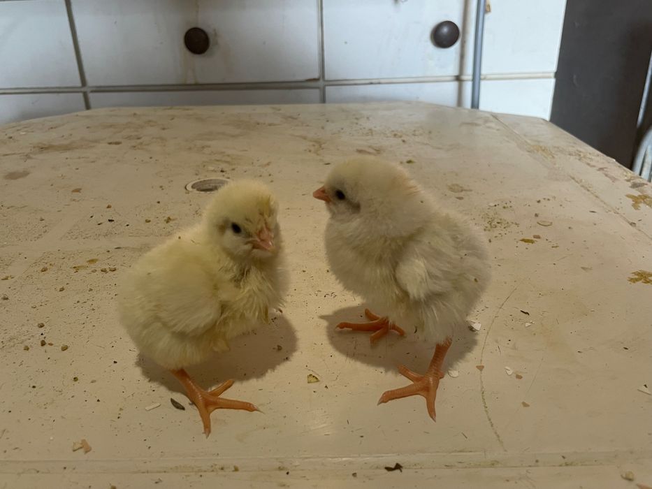 Excelentes Pintos das raças portuguesas, Pais anilhados AMIBA