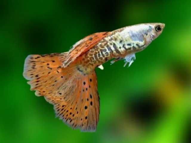 Guppys Metal Galaxy red lace