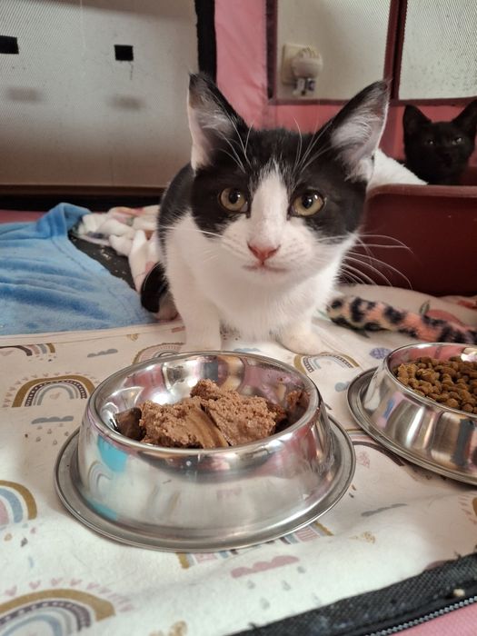 Gato bebé, 3 meses para adoção