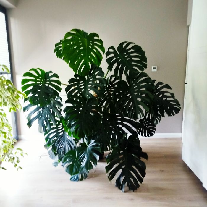 Monstera piękna 3 letnia