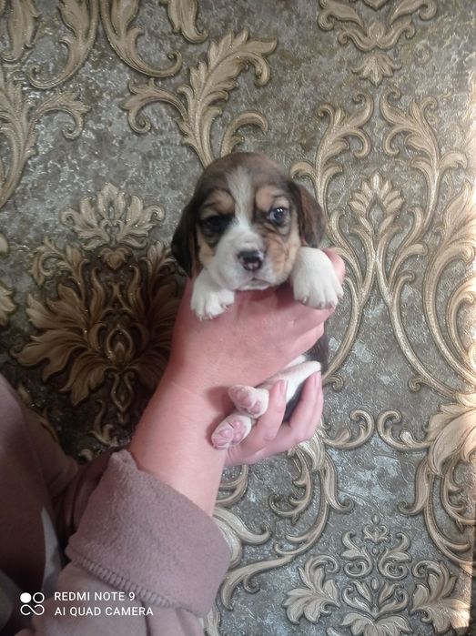 Малюки біглята з документами