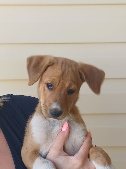 Щенята домашних дворняжек